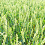 Wheat - crop -GMO - farm -agriculture