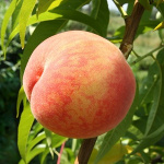 California Peach Farmer, Union Slug It Out at Hearing
