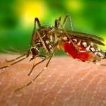 First State-to-State Spread of Zika Magnifies Questions of Employer Liability